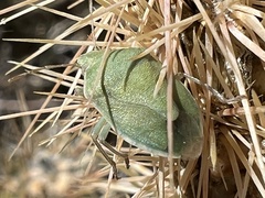 Chlorochroa uhleri