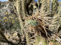 Chlorochroa uhleri