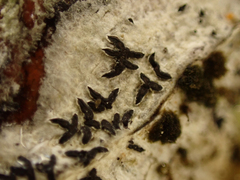 Arthonia radiata