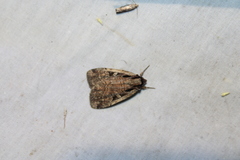 Eueretagrotis sigmoides