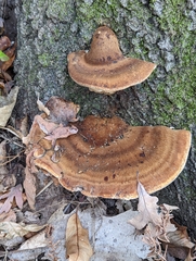 Ischnoderma resinosum