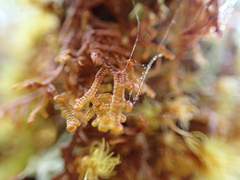 Frullania nisquallensis