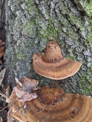 Ischnoderma resinosum