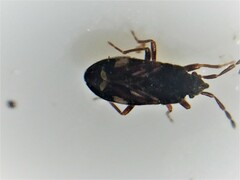 Tomocoris ornatus