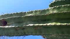 Pachycereus pecten-aboriginum