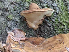 Ischnoderma resinosum