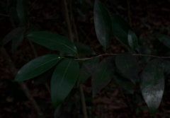 Nectandra coriacea