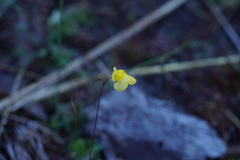 Utricularia subulata