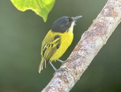 Todirostrum nigriceps