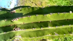 Pachycereus pecten-aboriginum