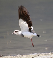 Vanellus resplendens