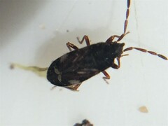 Tomocoris ornatus