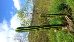 Pachycereus pecten-aboriginum