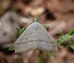 Scopula lydia