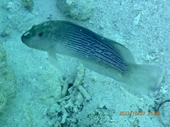 Labracinus lineatus