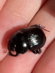 Geotrupes balyi