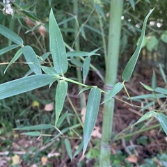 Phyllostachys