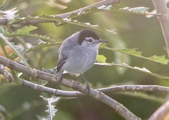 Polioptila bilineata