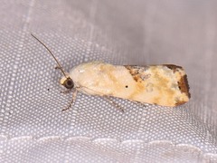 Ponometia libedis