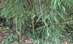 Phyllostachys