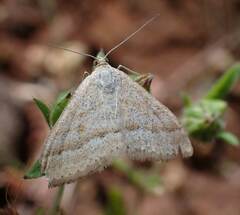 Scopula lydia