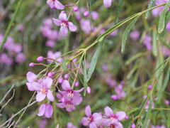 Boronia denticulata