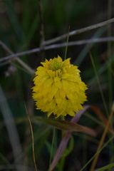 Polygala rugelii