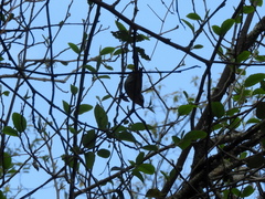 Chlorospingus flavopectus