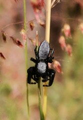 Phidippus octopunctatus