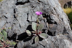 Cistanthe grandiflora
