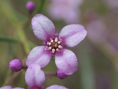 Boronia denticulata