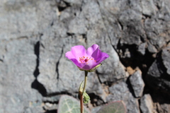 Cistanthe grandiflora