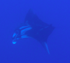 Mobula birostris