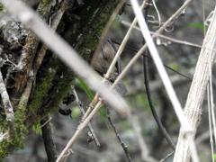 Troglodytes solstitialis