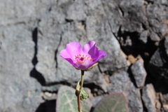 Cistanthe grandiflora