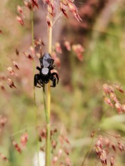 Phidippus octopunctatus