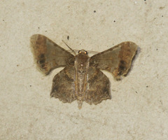 Krananda oliveomarginata