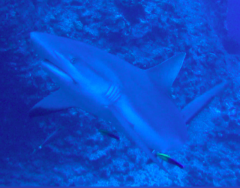 Carcharhinus amblyrhynchos