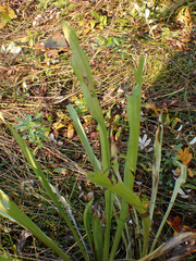 Plantago macrocarpa