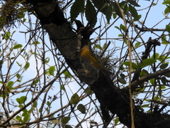 Chlorospingus flavopectus