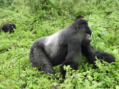 Gorilla beringei beringei