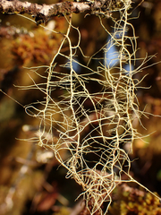 Usnea longissima