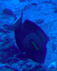 Acanthurus olivaceus