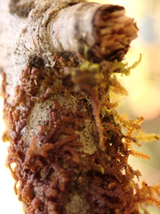 Frullania nisquallensis