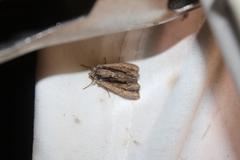 Apamea verbascoides