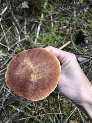 Boletus smithii