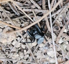 Phidippus octopunctatus