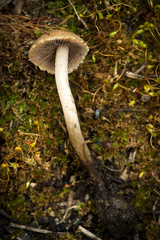Psathyrella pennata