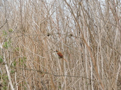 Certhiaxis cinnamomeus