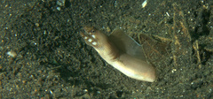 Gymnothorax davidsmithi